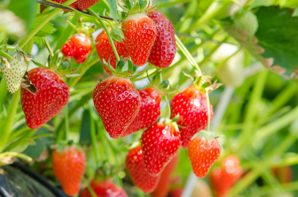 We grow the best strawberry varieties