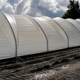 Haygrove polytunnels 